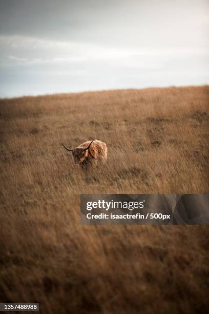 a large fluffy bull in a field - real time stock pictures, royalty-free photos & images