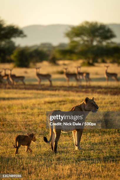 impala watch lioness and cub standing nearby - serengeti national park stock pictures, royalty-free photos & images