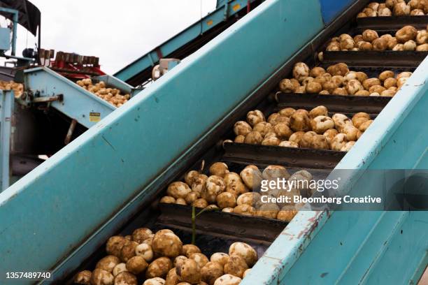 potato harvest - potato harvest imagens e fotografias de stock