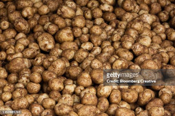 potato harvest - american potato farm stockfoto's en -beelden