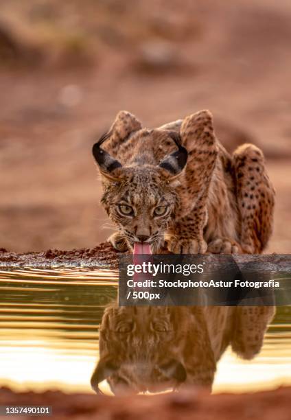 iberian lynx drinking water in castilla la mancha,spain - luchs stock-fotos und bilder