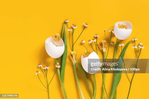 spring easter flowers made of eggshell on yellow - easter fantasy stockfoto's en -beelden