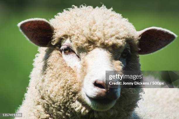 open farm,close-up portrait of merino sheep,great finborough,stowmarket,united kingdom,uk - mutterschaf stock-fotos und bilder