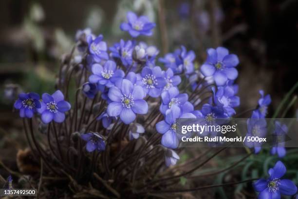 hepatica nobilis,close-up of purple flowering plants on field - anemone flower arrangements stock pictures, royalty-free photos & images