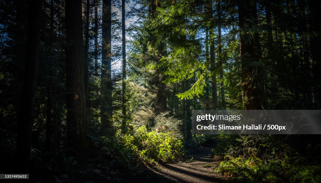 The sun breaks through pine trees,Sammamish,Washington,United States,USA