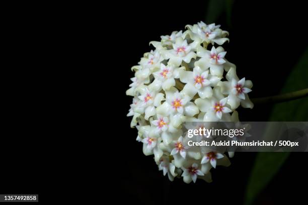 hoya flower macro,close-up of white flowering plant against black background - aukid stock-fotos und bilder