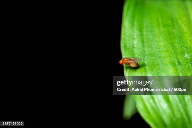 macro drosophila on green leaves,close-up of insect on leaf against black background - aukid stock-fotos und bilder