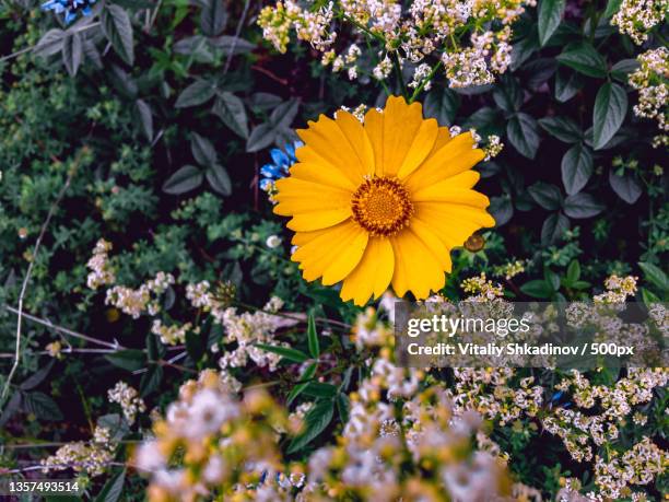 yellow beautiful heliopsis flower on a summer day,russia - heliopsis stock pictures, royalty-free photos & images