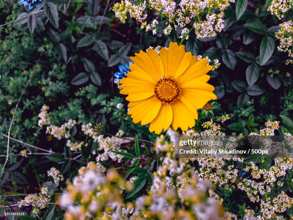 Yellow beautiful Heliopsis flower on a summer day,Russia