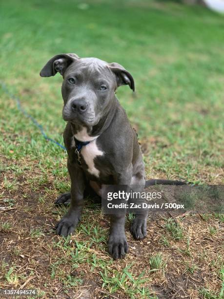 portrait of pit bull terrier sitting on field,united states,usa - american pit bull terrier stock-fotos und bilder