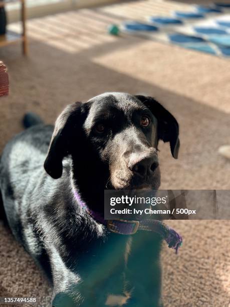 Che Labrador Che Man Photos and Premium High Res Pictures - Getty Images