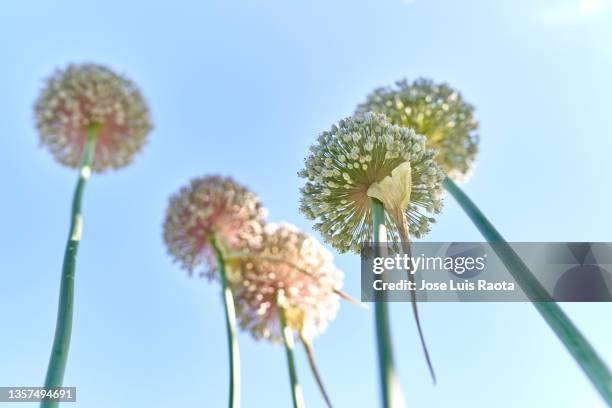 close-up photo of growing onion vegetable - allium flower imagens e fotografias de stock