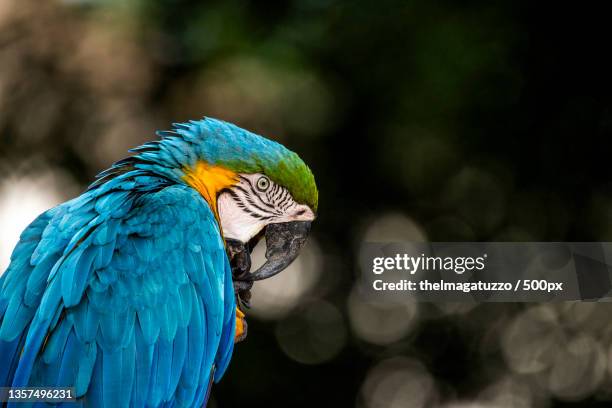 blue and yellow macaw,close-up of macaw perching outdoors,aquidauana,brazil - mato grosso do sul stock-fotos und bilder