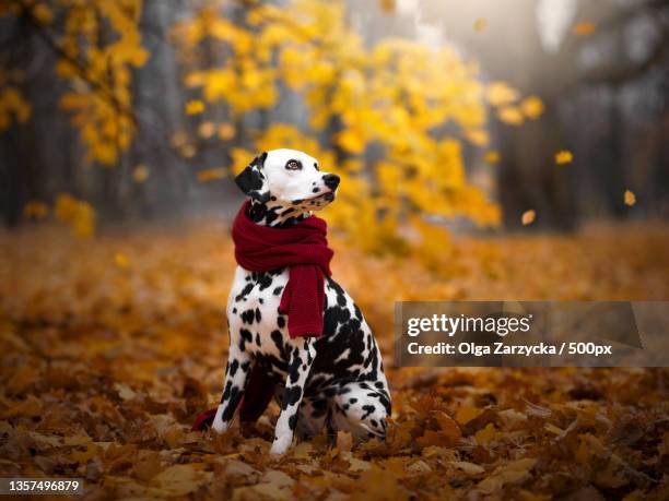 dalmatian with a scraf,woman playing with dalmatian purebred trained dog on field during autumn - dalmatian ストックフォトと画像