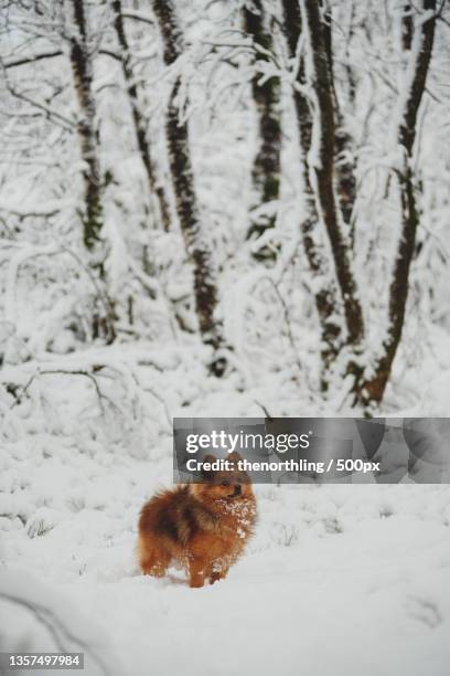 first snow,high angle view of pomeranian on snow covered field,bergen,norway - keeshond stockfoto's en -beelden