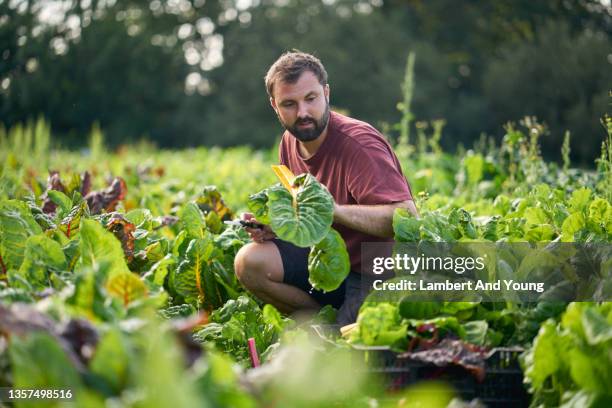 farmer harvesting rainbow chard crops at an organic vegetable farm - common beet stock pictures, royalty-free photos & images