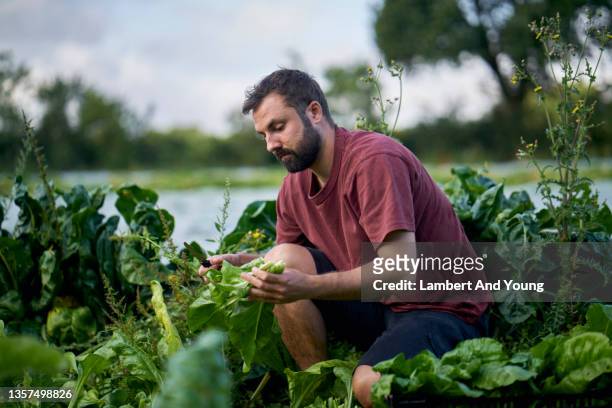 farmer cutting chard leaves at an organic vegetable farm - cabbage stock pictures, royalty-free photos & images