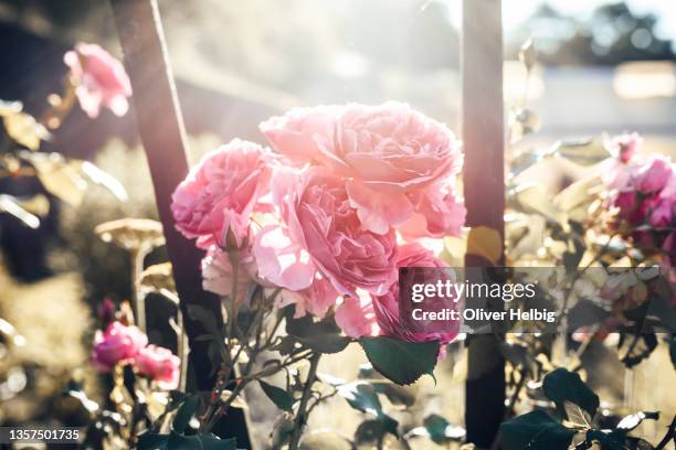 a delicate pink roses arrangement bathed in sunlight - may in the summer stock pictures, royalty-free photos & images