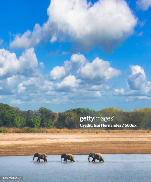 three elephants crossing a river,zambia - zambia stockfoto's en -beelden