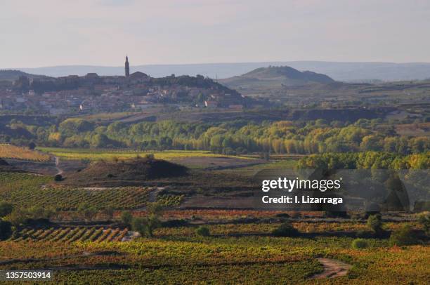 vineyards in briones, la rioja - la rioja foto e immagini stock