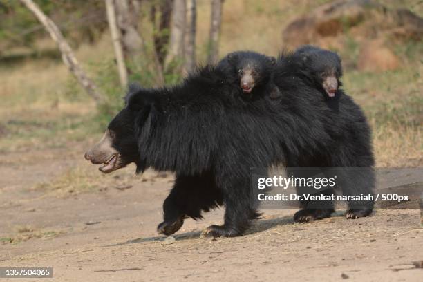 sloth bear with its cubs raiding on mother,india - sloth bear stock pictures, royalty-free photos & images