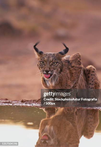 iberian lynx watching in castilla la mancha,spain - lince ibérico imagens e fotografias de stock