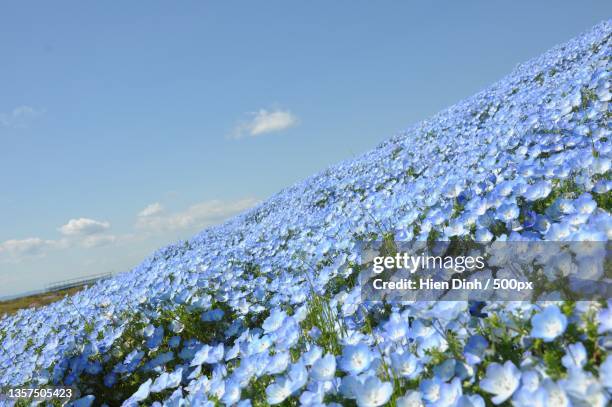 nemophila,low angle view of flowering plants against blue sky - nemophila stock pictures, royalty-free photos & images