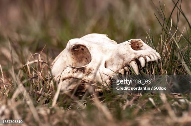 view on a fox skull on a field - black fox stock pictures, royalty-free photos & images