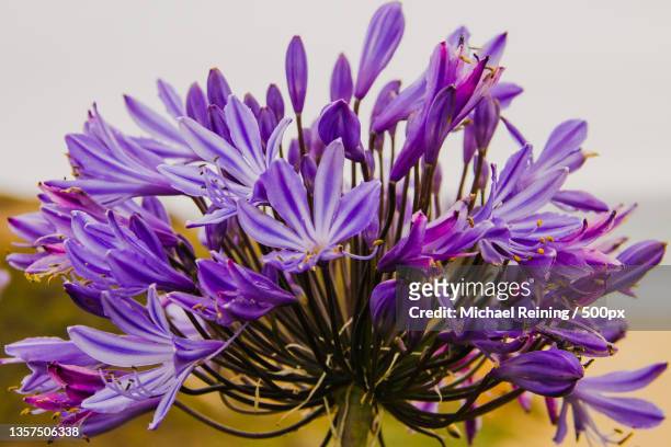 blue lily of the nile,close-up of purple flowering plant - african lily imagens e fotografias de stock
