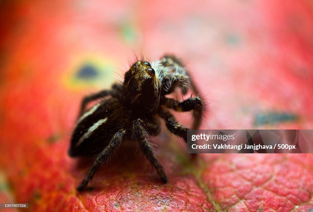 Philaeus chrysops,Close-up of spider on leaf,Khoni,Georgia