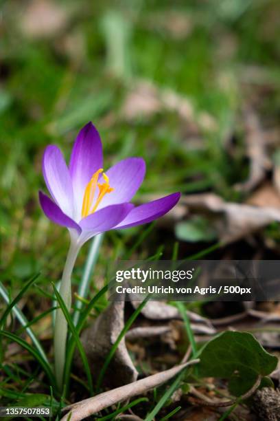 herald of spring,close-up of purple crocus flower on field,roetgen,germany - frühling pollen stock pictures, royalty-free photos & images