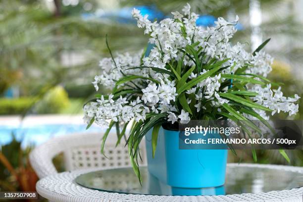 flores blancas,close-up of flowers in vase on table - flores blancas stock-fotos und bilder