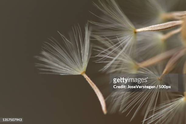 letting go,close-up of dandelion against black background,eindhoven,netherlands - dandelion stock pictures, royalty-free photos & images