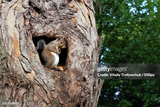 squirrel in the hollow,low angle view of gray squirrel on tree trunk - gray squirrel foto e immagini stock
