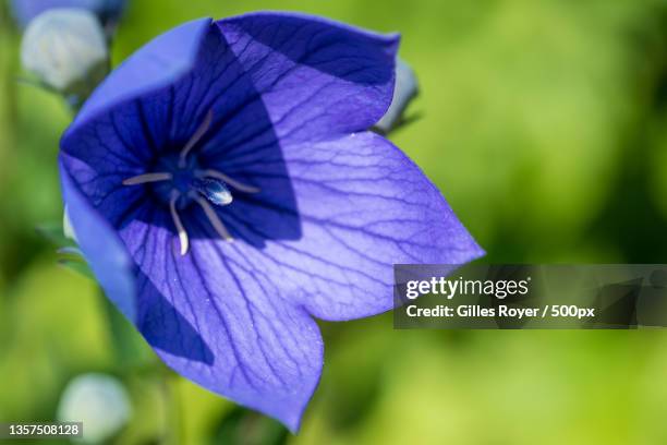 la fleur bleue,close-up of purple blue flower - fleur macro stock pictures, royalty-free photos & images