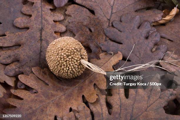 Capsule Example Botany Capsule (Botany) Photos and Premium High Res Pictures - Getty Images