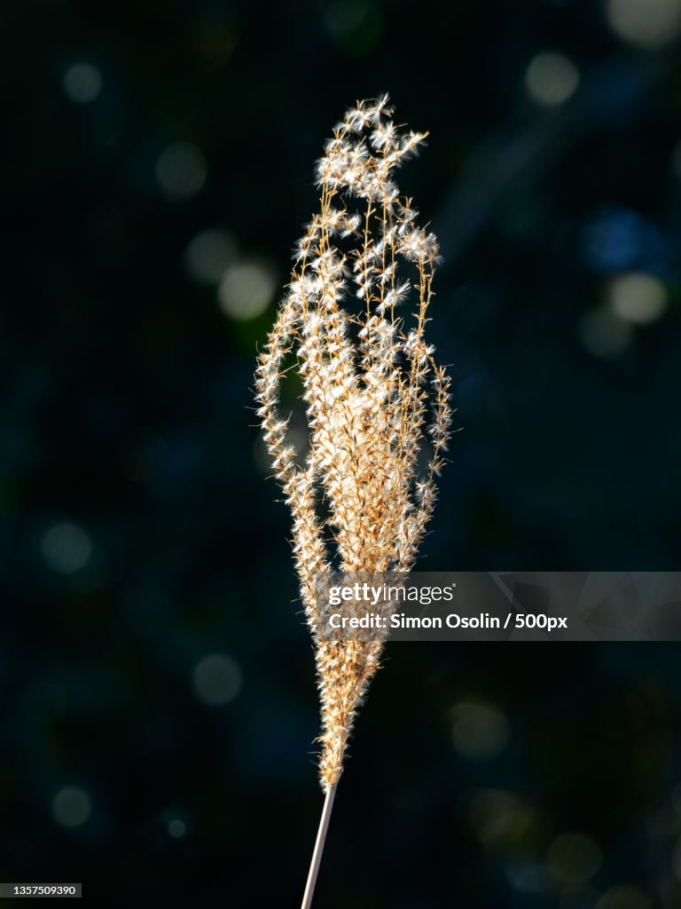Silver Grass,Close-up of wilted plant