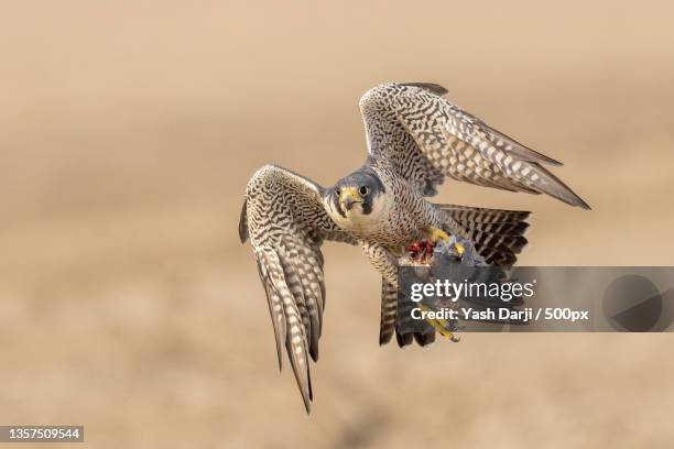 pergerine falcon with kill,close-up of birds flying - halcón fotografías e imágenes de stock