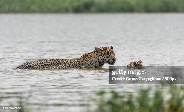 crossing the river,two cheetahs swimming in a lake,brazil - jaguar concept reveal fotografías e imágenes de stock
