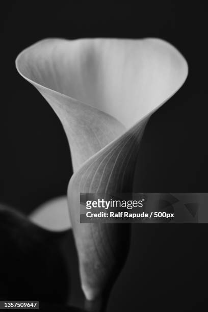 close-up of flower against black background,karlsruhe,germany - aronskelk stockfoto's en -beelden
