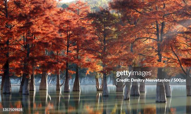 sunny cypress,trees by lake in forest during autumn - bald cypress tree 個照片及圖片檔