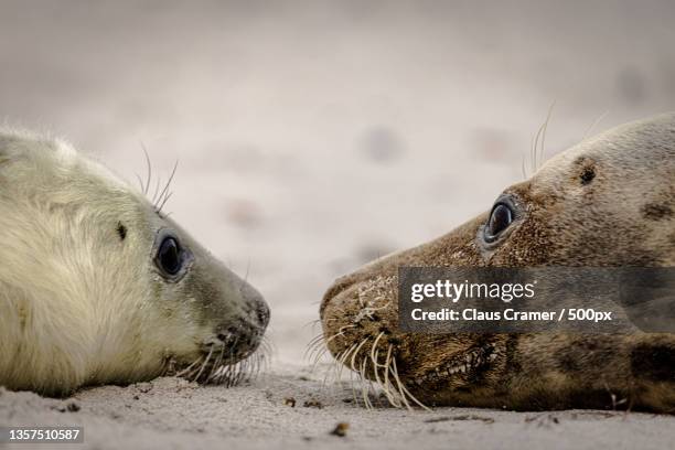 look me in the eye,little one,helgoland,germany - kegelrobbe stock pictures, royalty-free photos & images