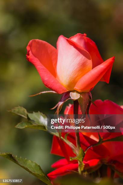 red rose in close up,close-up of red rose - fleur flore stock pictures, royalty-free photos & images