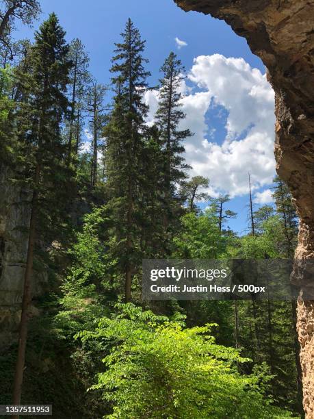 tall pines in spearfish,low angle view of trees against sky,north lawrence,south dakota,united states,usa - spearfish south dakota stock-fotos und bilder