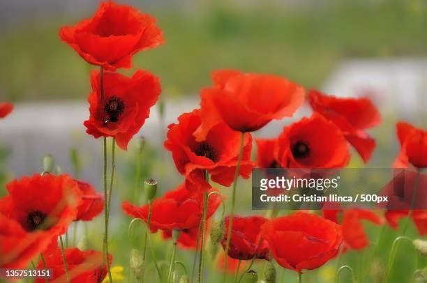 poppies,close-up of red poppy flowers in field - poppy flower stockfoto's en -beelden