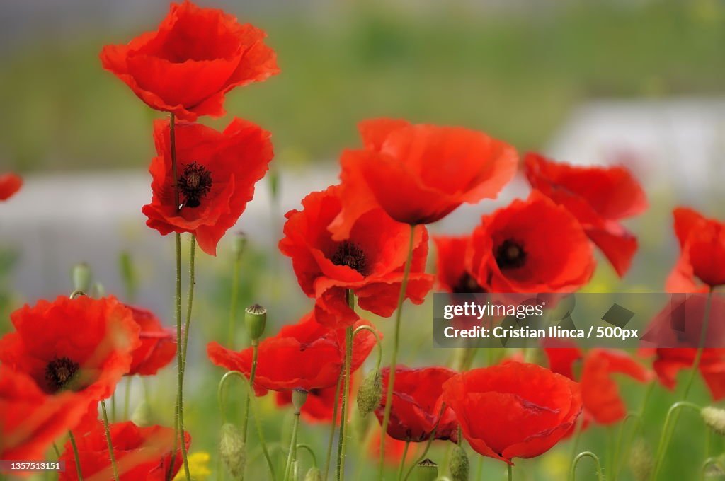 Poppies,Close-up of red poppy flowers in field