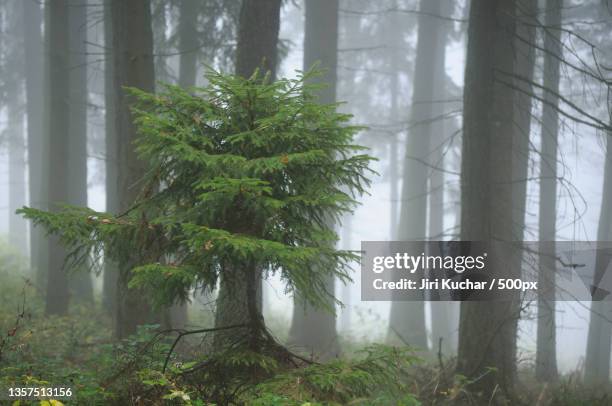 dsc kbil,trees in forest - kuchar stock pictures, royalty-free photos & images