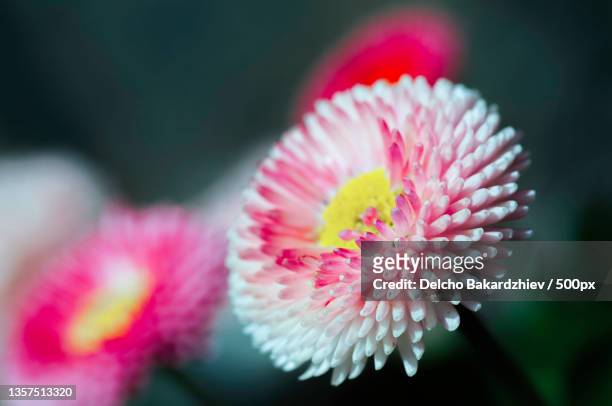 flowers,close-up of pink flower - ヒナギク ストックフォトと画像