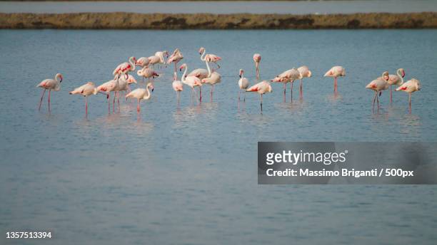 il gruppetto,silhouette of greater flamingo in water,cervia,provinceof ravenna,italy - greater flamingo stock-fotos und bilder