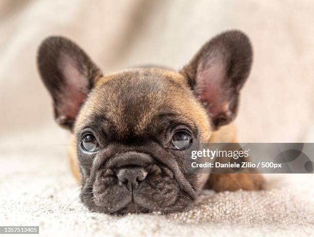 baby french bulldog,close-up portrait of french bullpurebred bulldog,umbria,italy - french bulldog stock-fotos und bilder